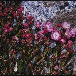 Kalmia polifolia 整株植物