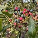 Pistacia atlantica Fruit