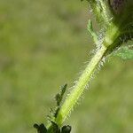 Pedicularis mixta Bark