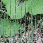 Equisetum hyemale葉