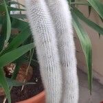 Cleistocactus strausii Frunză