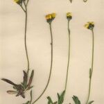 Pilosella corymbuloides Libunga