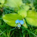 Commelina benghalensisFlower