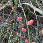 Ephedra foeminea Fruit