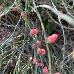 Ephedra foeminea Fruchs