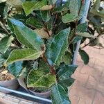 Elaeagnus macrophylla ഇല