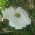 Echinodorus cordifolius Flower