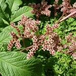 Rodgersia aesculifolia Foglia