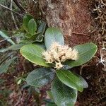 Syzygium multipetalum Bloem