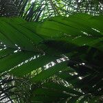 Sclerosperma mannii Blatt