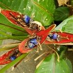 Heliconia stricta Fruit