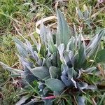 Cynoglossum dioscoridis Leaf