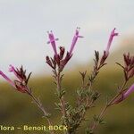 Thymus longiflorus Other