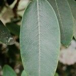 Rhododendron vernicosum Blad