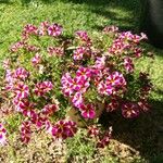 Calibrachoa parviflora Virág