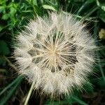 Tragopogon dubius 花