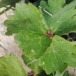 Ranunculus sardous Листок