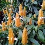 Pachystachys lutea 花