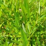 Persicaria sagittata Ліст