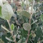 Feijoa sellowiana ഇല