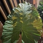 Alocasia odora Liść