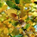 Nothofagus alpina Hoja