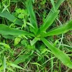 Eryngium elegansЛисток