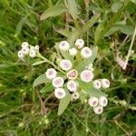 Pluchea sagittalis Flower