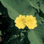 Camonea umbellata Flower