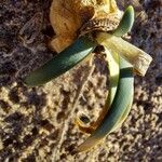 Pancratium maritimum Leaf