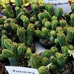 Euphorbia pseudoglobosa List