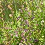 Lepidium nitidum Fruit