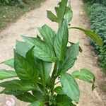 Strobilanthes cusia Leaf