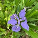 Iris tectorum Õis