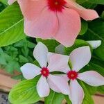 Catharanthus roseusBlüte