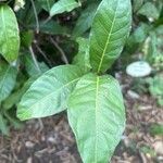 Petrea volubilis Leaf