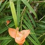 Freycinetia cumingiana Liść