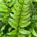 Polystichum luctuosum Feuille