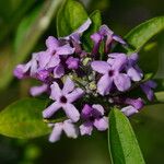 Buddleja alternifolia 花