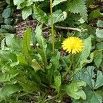 Taraxacum mongolicum Folla