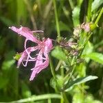 Silene flos-cuculi Cvet