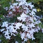 Jasminum polyanthum Kukka