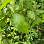 Plumbago auriculata 叶