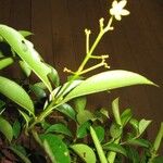 Vismia cayennensis Λουλούδι