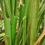 Cyperus latifolius पत्ता