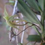 Angraecum moandense Flor
