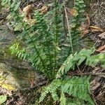 Asplenium platyneuron Hoja