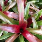 Aechmea caudata Blatt