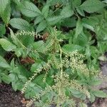 Astilbe thunbergii Ostatní