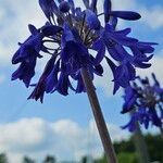 Agapanthus inapertus Цвят